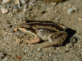 Wood frog