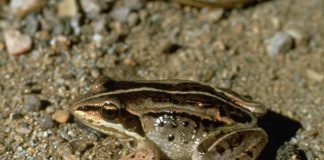 Wood frog