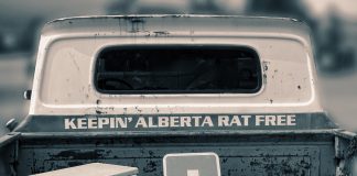 Alberta rat patrol