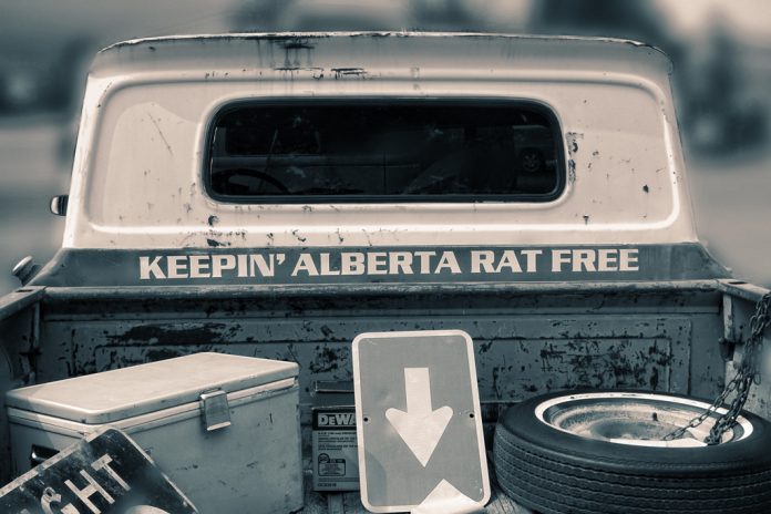AlbertaRats_edited Alberta rat patrol