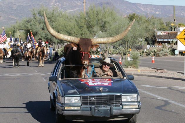 Rovey Dairy Watusi steer cattle-lac