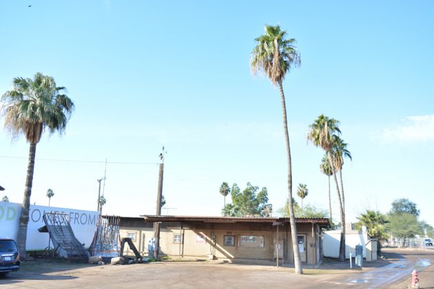 Rovey Dairy palm trees