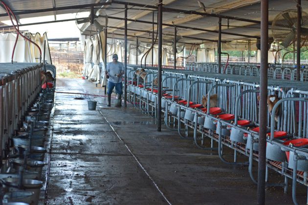 Rovey Dairy calf barn
