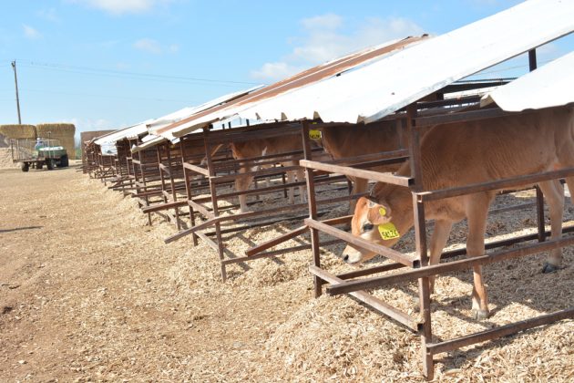 Rovey Dairy calves