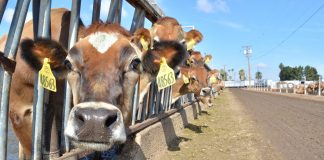 Jersey cow