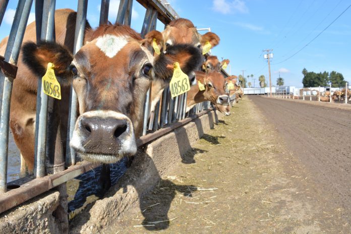 Jersey cow Jersey cow