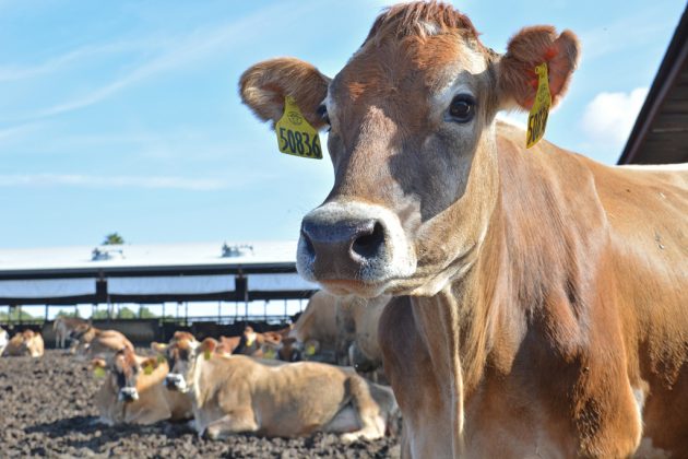 Rovey Dairy Jerseys