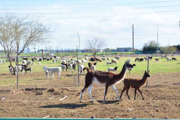 Rovey Dairy sheep llamas