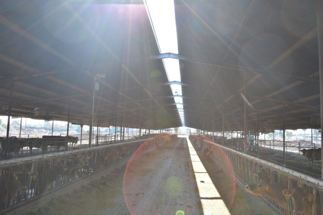 Rovey Dairy Saudi barn
