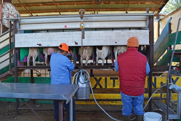 Rovey Dairy Sheep Milking