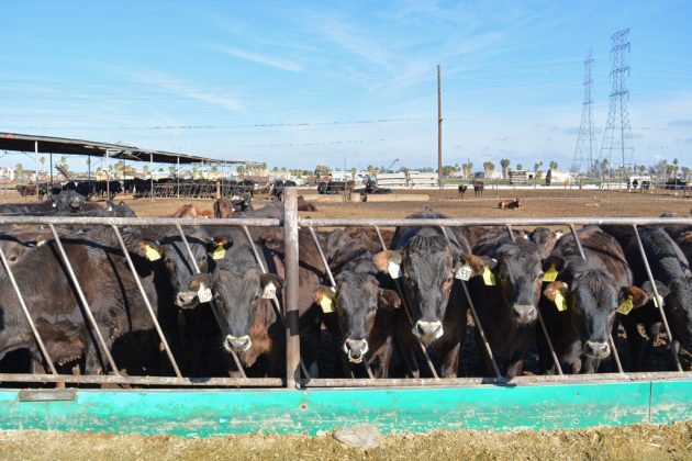 Rovey Dairy steers
