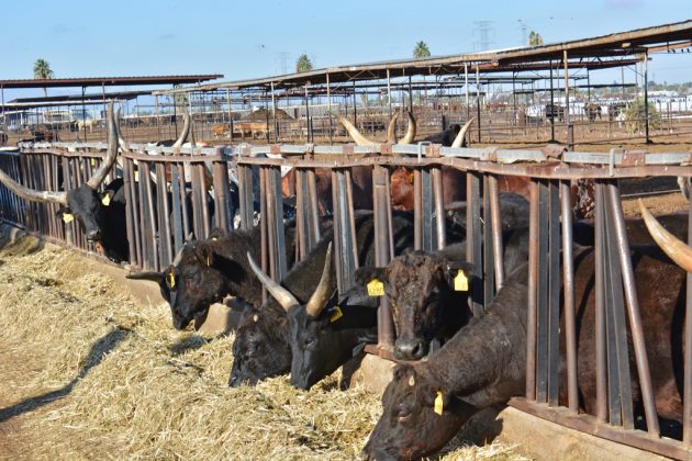 Rovey Dairy Watusi