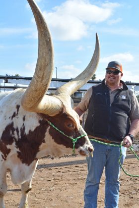 Rovey Dairy Watusi steer