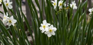 Paperwhite Daffodils