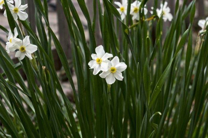 Paperwhite Daffodils Paperwhite Daffodils