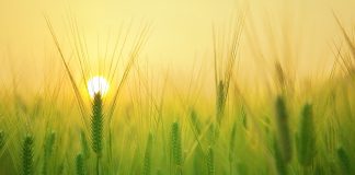 barley field