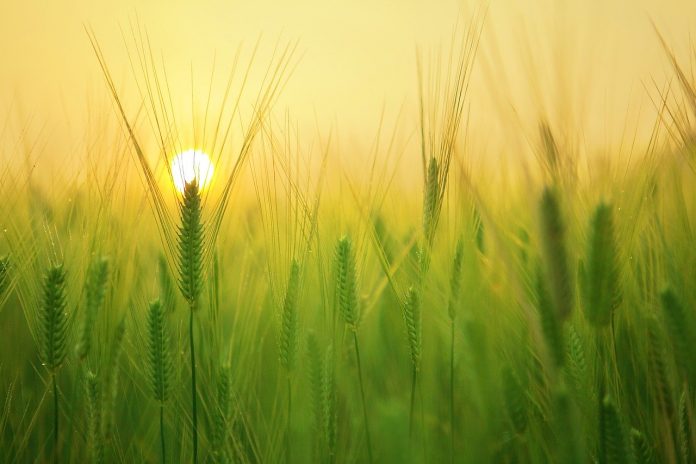barley field barley field