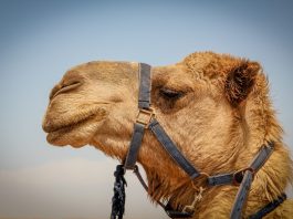 camel