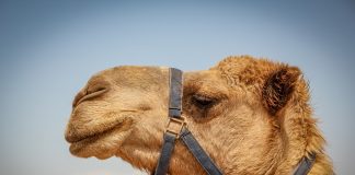 camel
