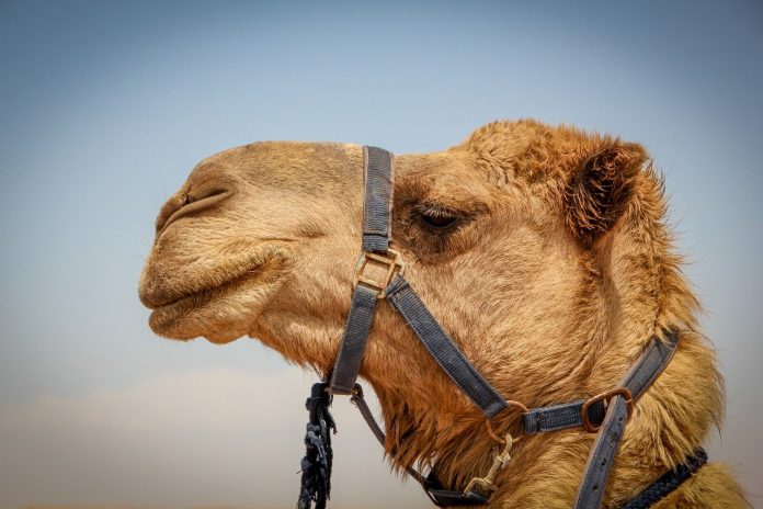 camel camel