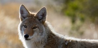 coyote