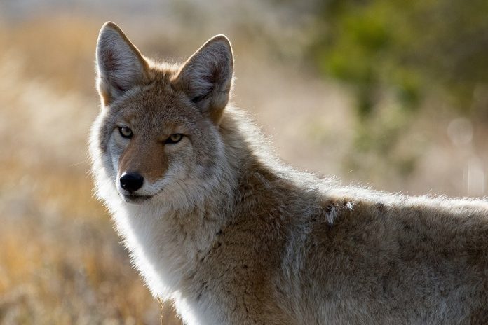 coyote-1480717_1280 coyote