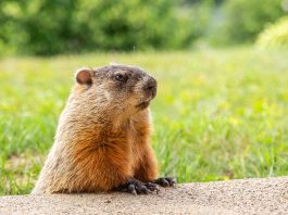groundhog