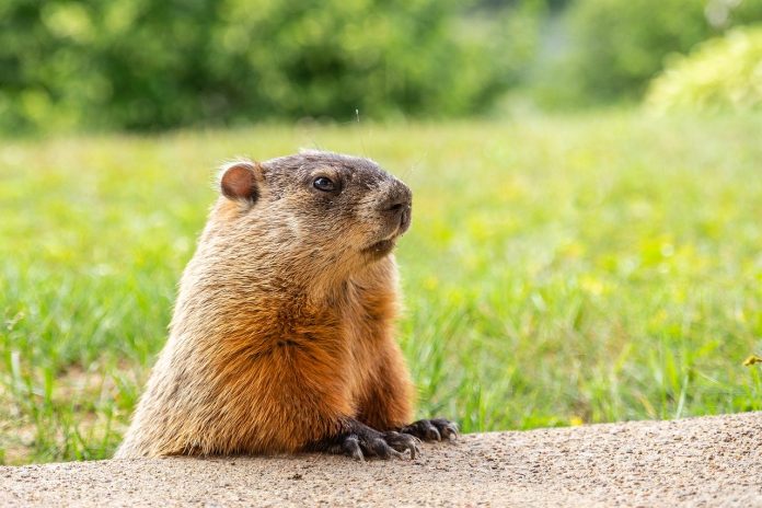 groundhog groundhog