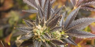 close up of a hemp plant