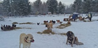 Livestock guardian dog