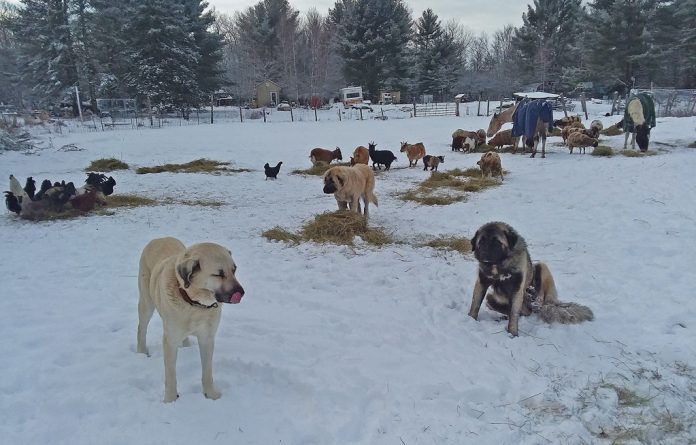 kyraandco Livestock guardian dog