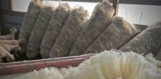 sheep wool