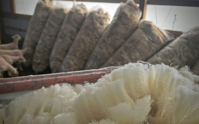 shearing1_edited sheep wool