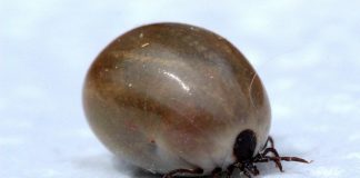 tick
