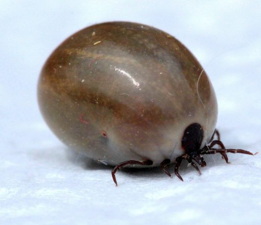 tick