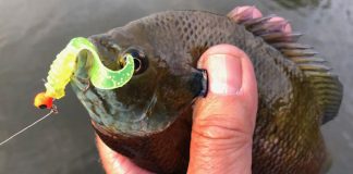 bluegill