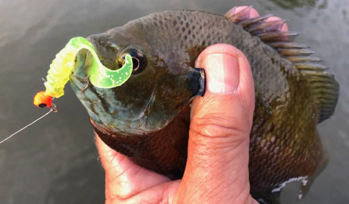 bluegill bluegill