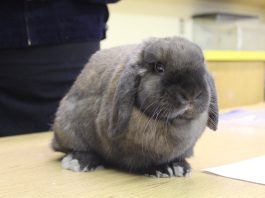 Holland lop