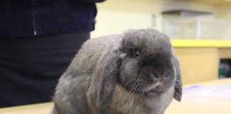 Holland lop