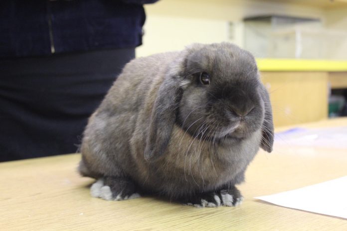 Holland lop Holland lop