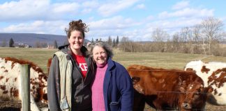 women in front of cows