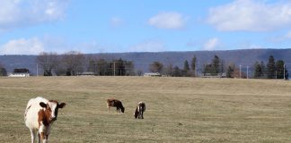 Heifers graze on pasture