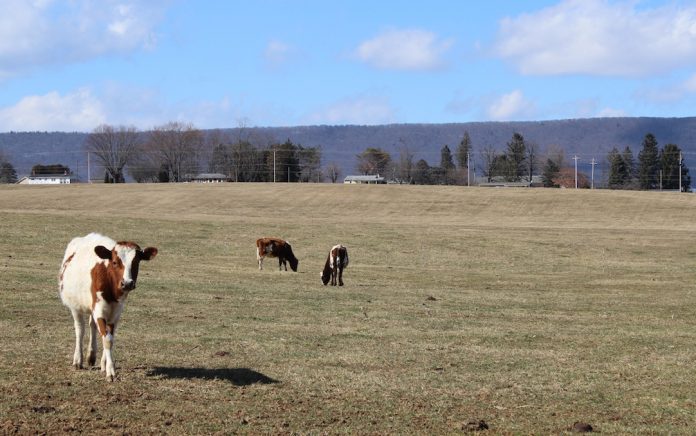 Heifers graze on pasture Heifers graze on pasture