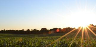 corn field