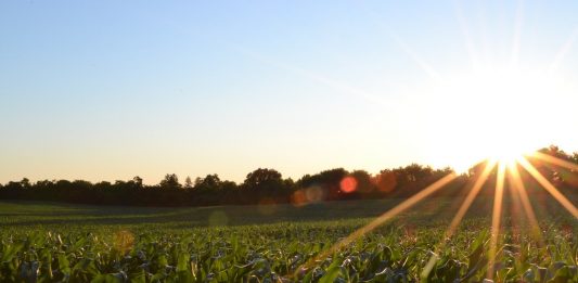 corn field