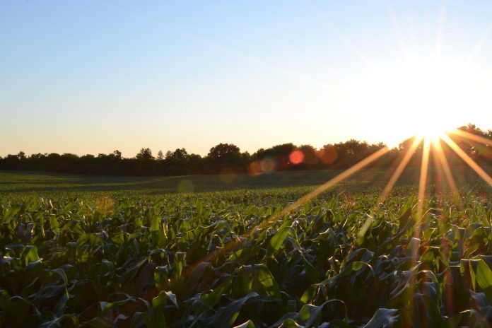 corn field corn field