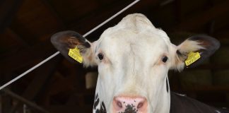 cow