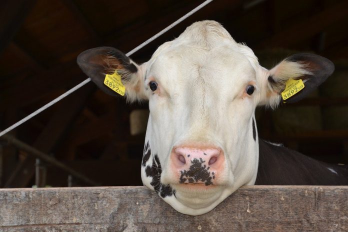 cow cow