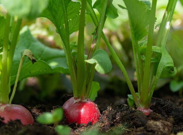 radishes radishes