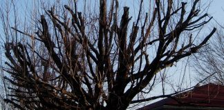 topped tree